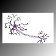 neuron3.jpg (2798 bytes)